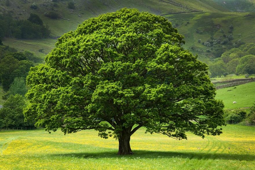 Oak tree