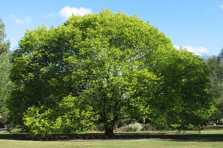 Elm-Tree